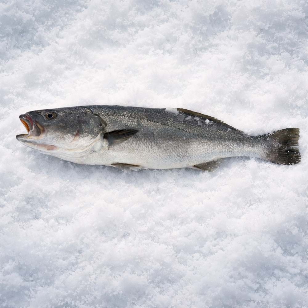 KAYA LEVREĞİ 6,100 KG