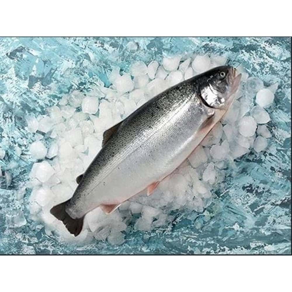 TÜRK SOMON 4 KG(KASA) + 1 KİLO İSTAVRİT HEDİYE