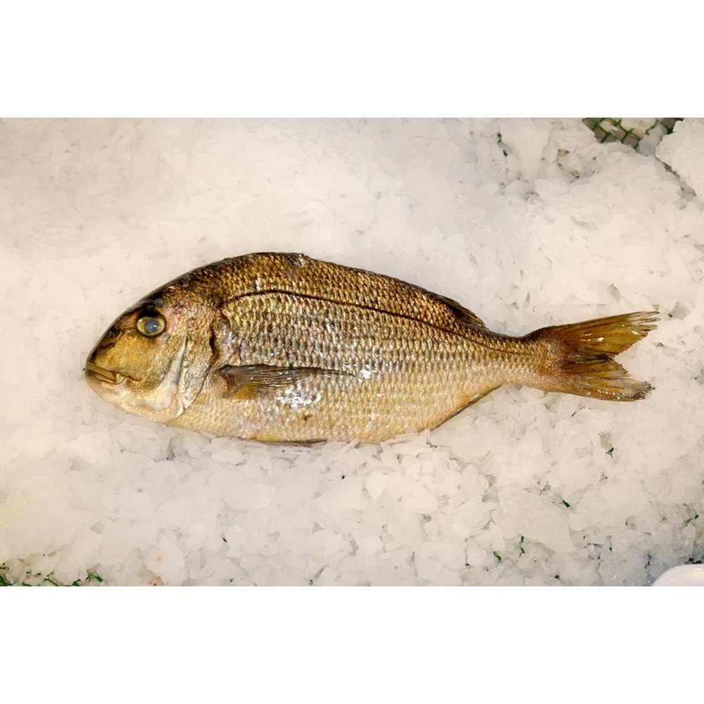 İRİ MERCAN BALIĞI 4KG(KASA)