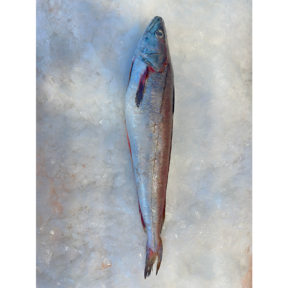 MIRLAN İRİ 1,586 KG