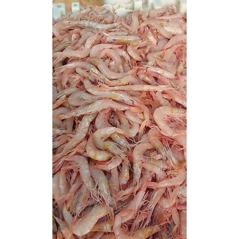 ÇİM ÇİM KARİDES(KABUKLU) 3 KG