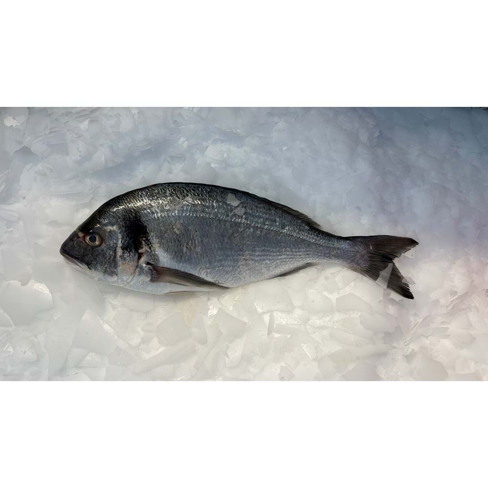 ÇİPURA İRİ 1-1.2 KG ADET