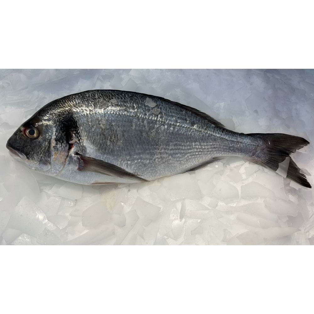 ÇİPURA İRİ 1-1.2 KG ADET