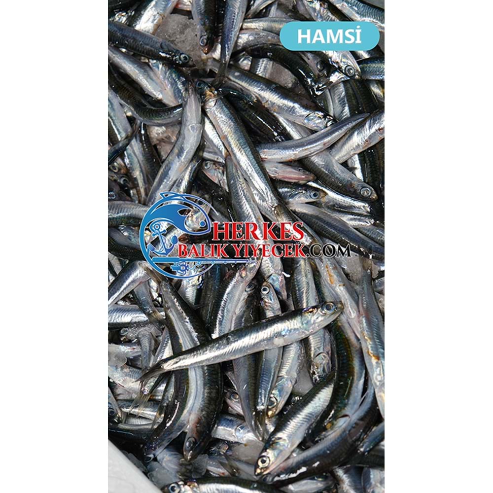 HAMSİ KG