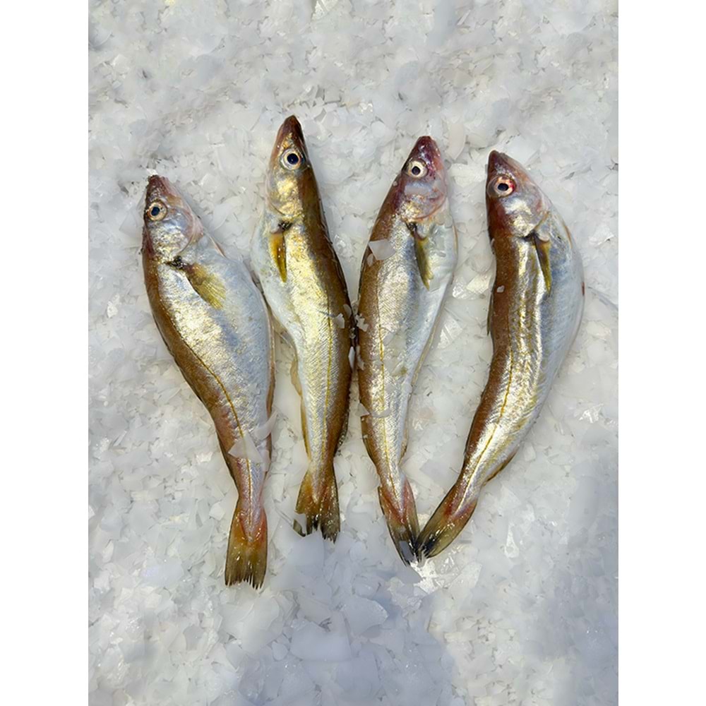 KARADENİZ MEZGİT ÇOK İRİ (3 KG )