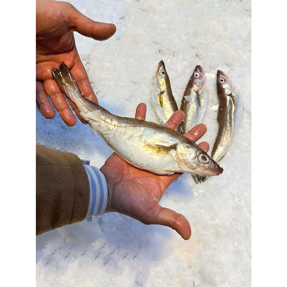 KARADENİZ MEZGİT ÇOK İRİ (3 KG )