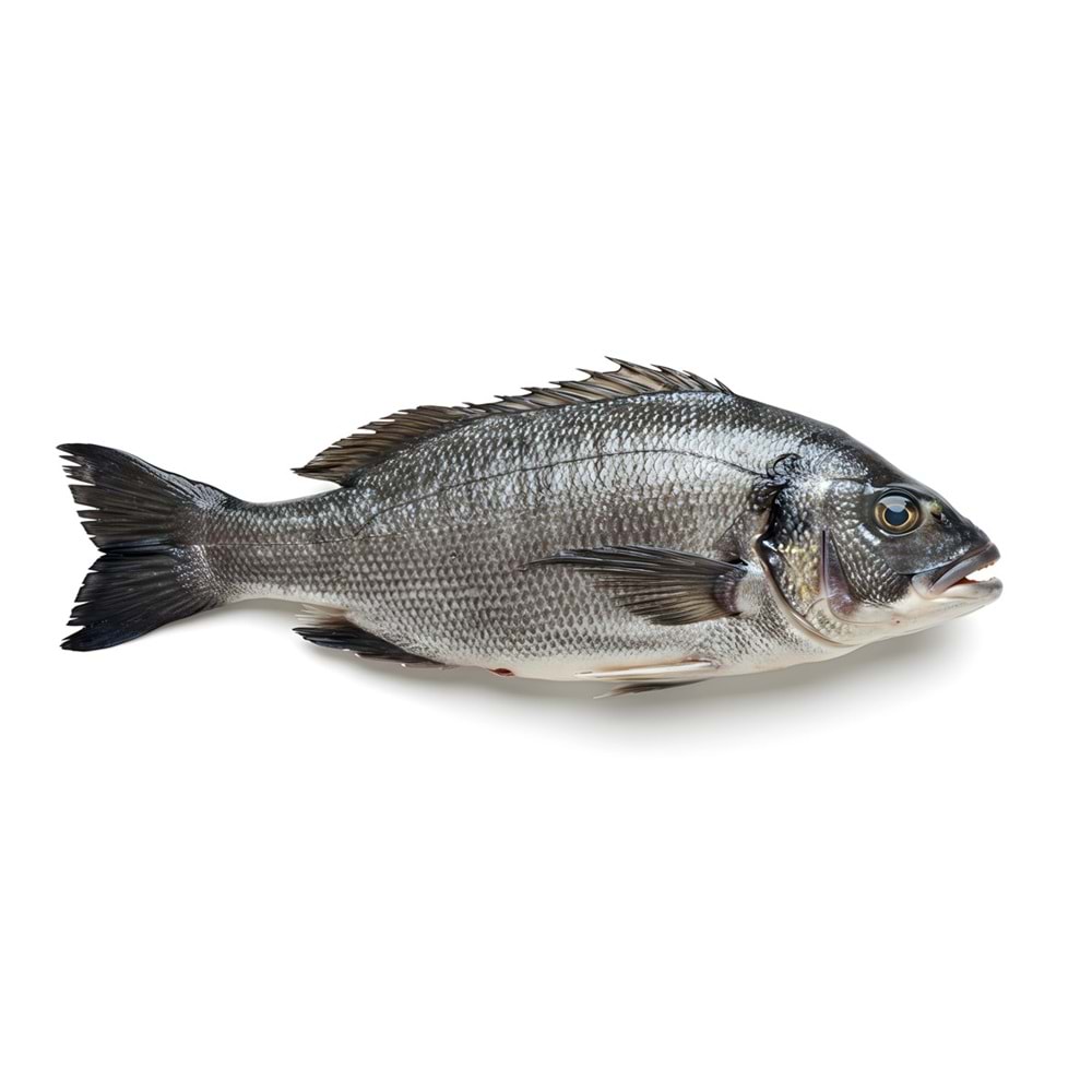 ÇİPURA