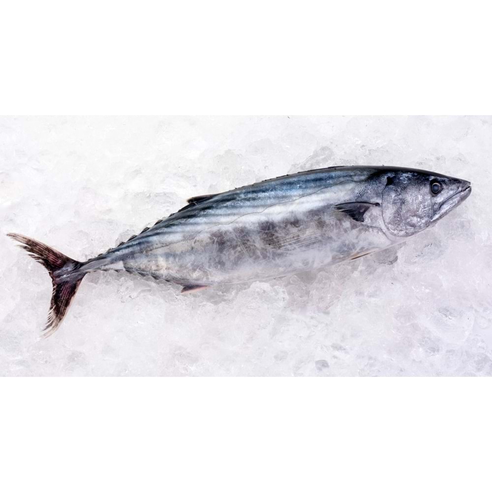 PALAMUT