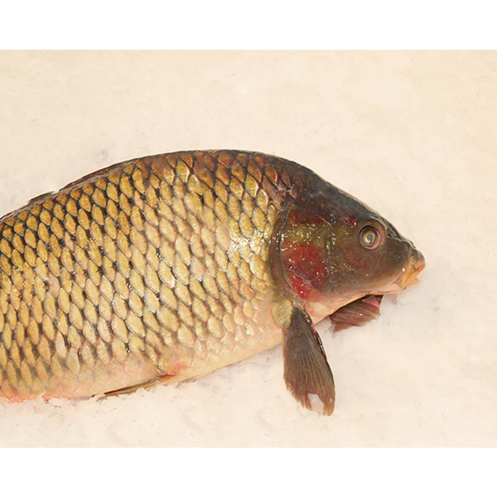 SAZAN BALIĞI 5,800 GR