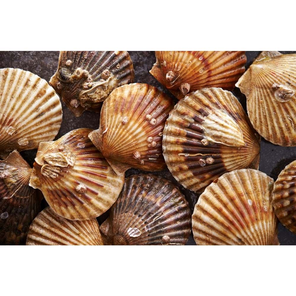 DENİZ TARAĞI