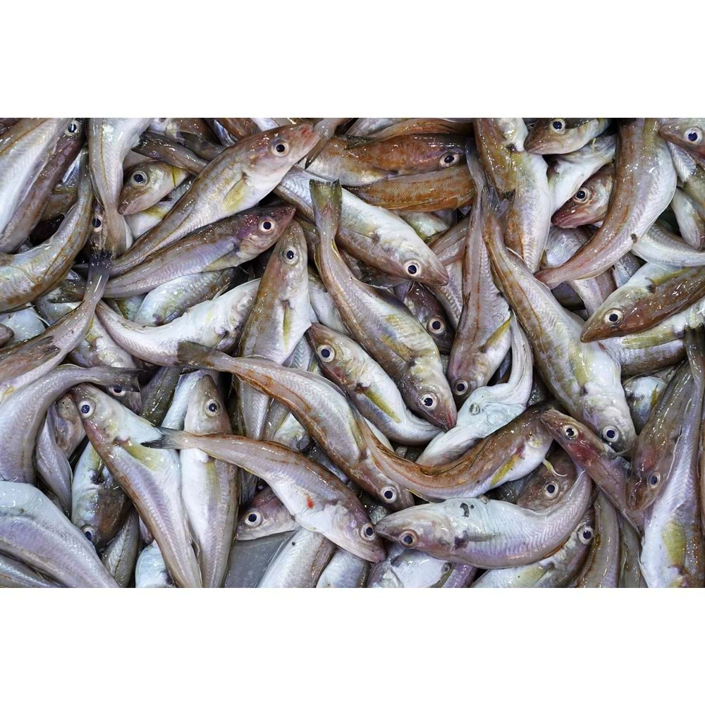 KARADENİZ MEZGİT (4 KG KASA)