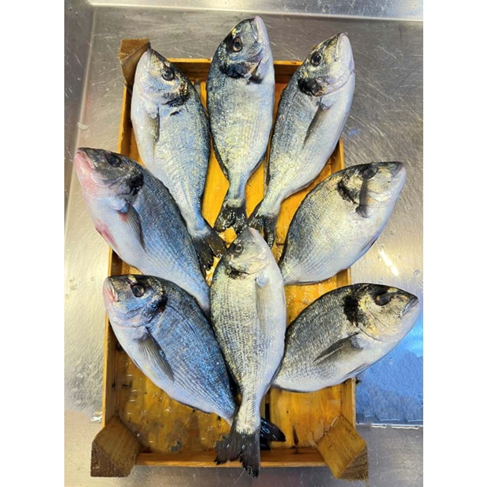 ÇİPURA (8 ADET) KASA