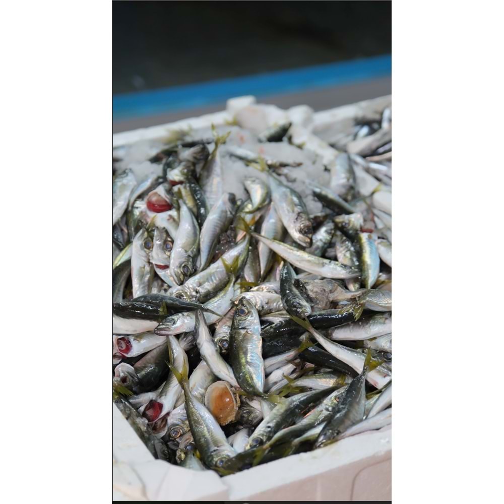 İSTAVRİT 5 KG KASA