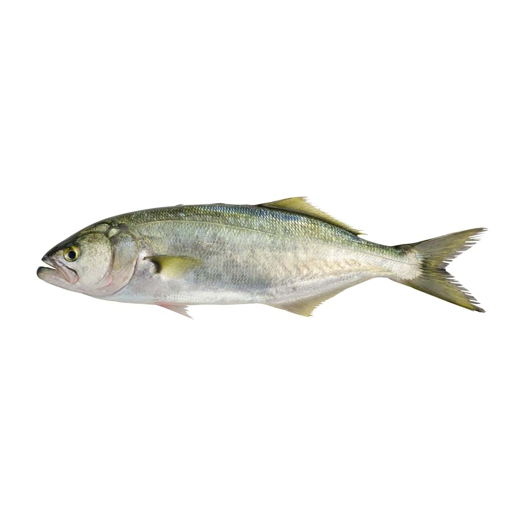 KOFANA 8