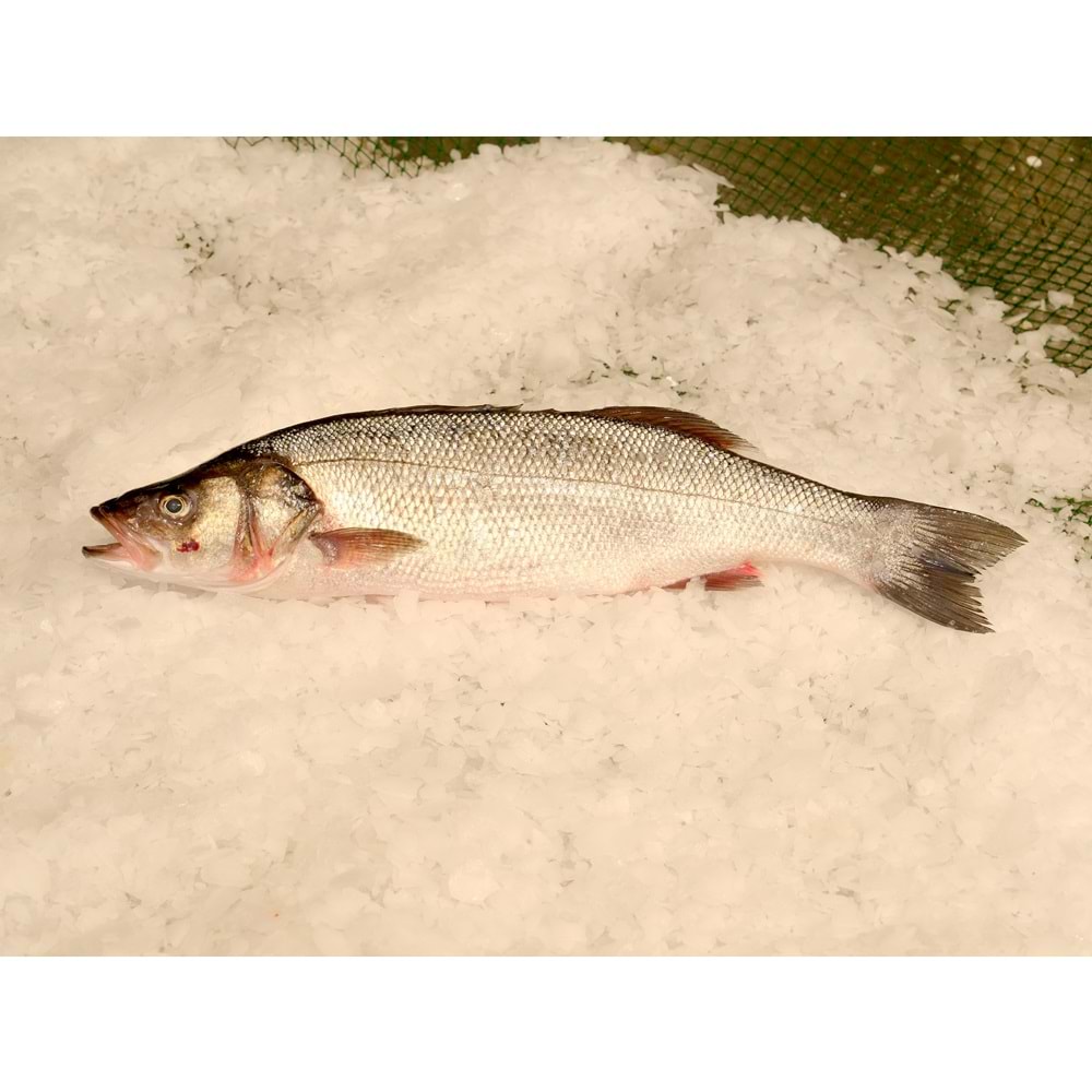 LEVREK İRİ(ADET) 700 GR