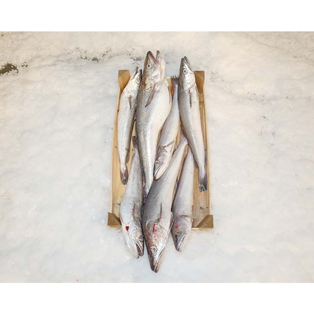 MIRLAN ÇOK İRİ KASA 3,5 KG
