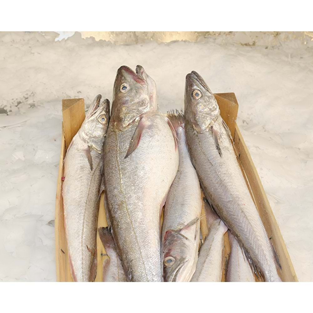 MIRLAN ÇOK İRİ KASA 3,5 KG
