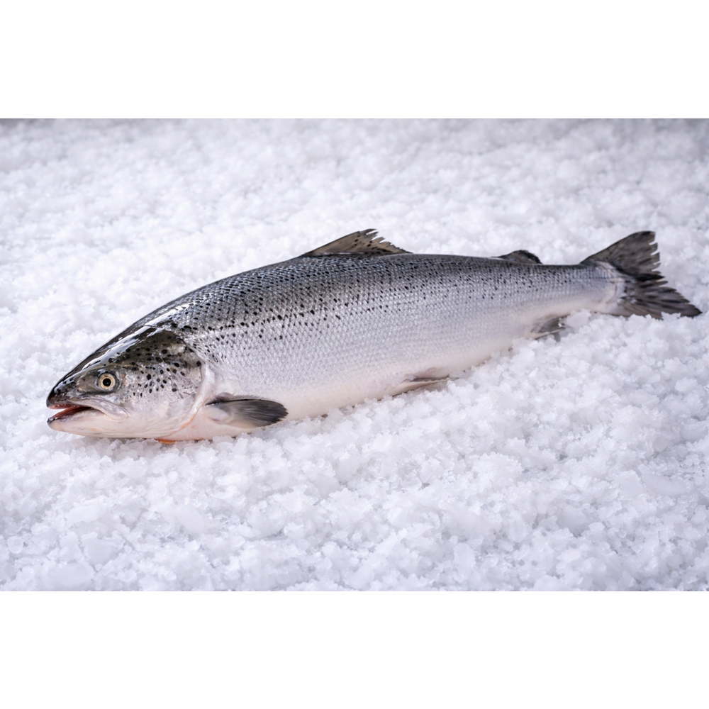 NORVEÇ SOMON BÜTÜN (DİLİM 5KG)