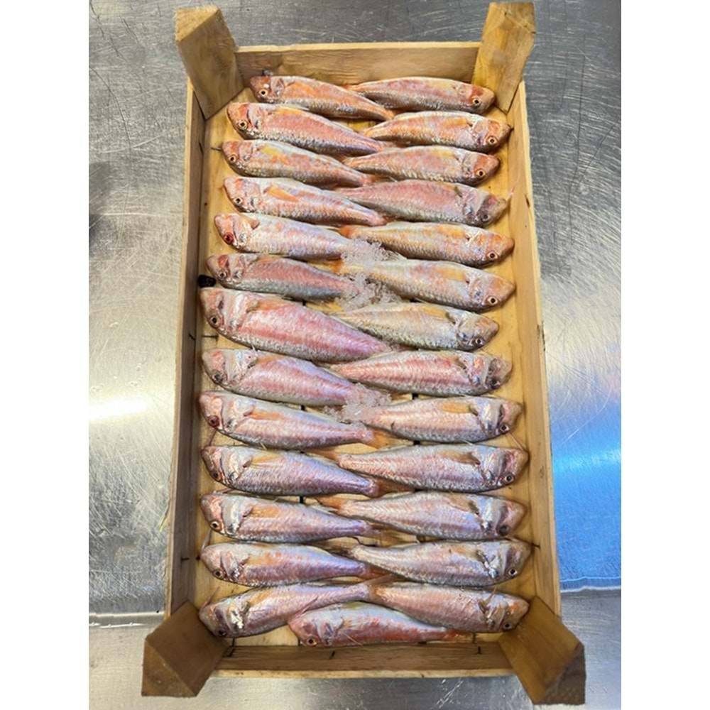 TEKİR ÇOK İRİ 2KG (KASA)