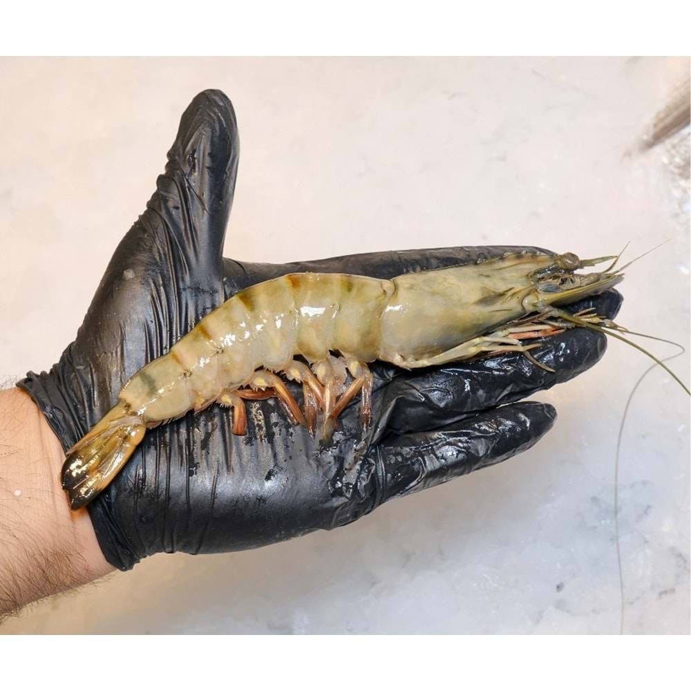 Karides Jumbo Çok İri Tiger