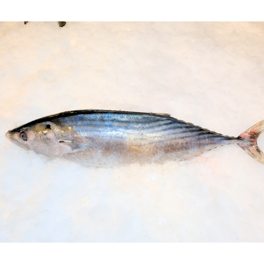 TORİK ( 2,2 KG -2,5 KG )