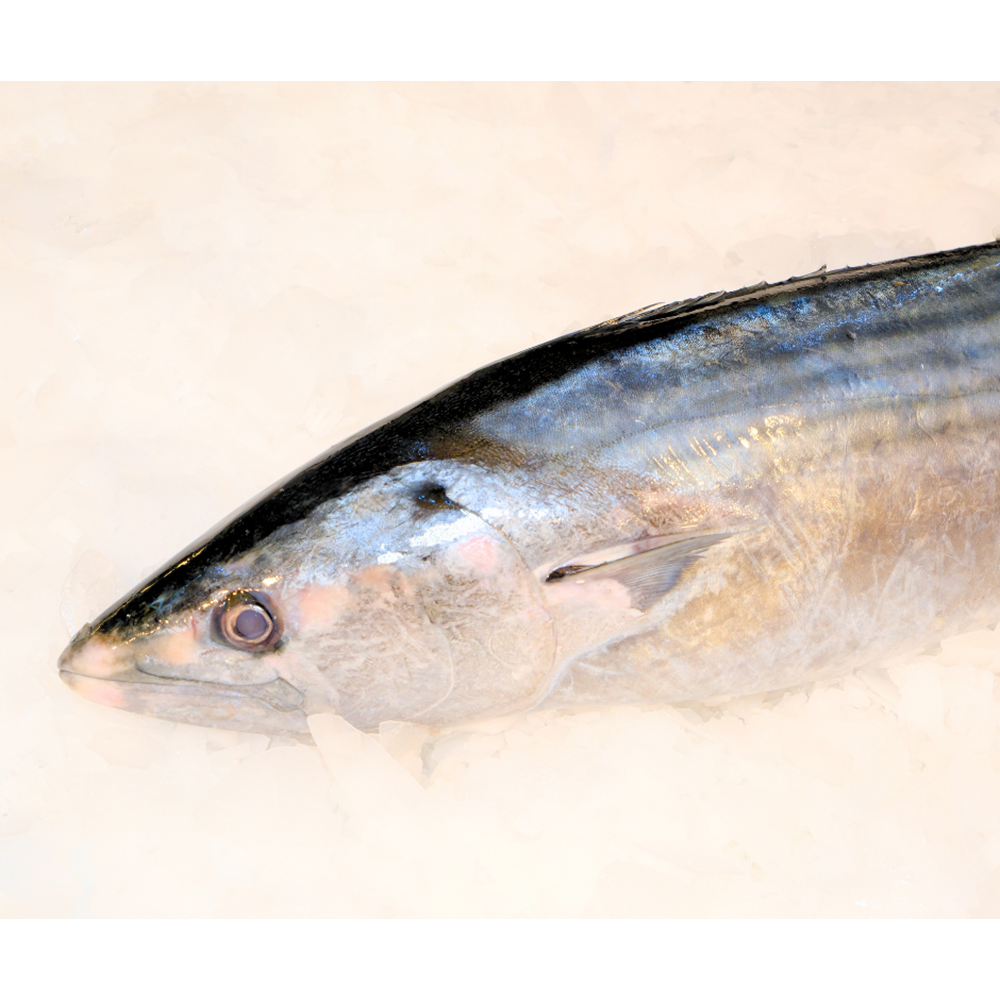 TORİK ( 2,2 KG -2,5 KG )