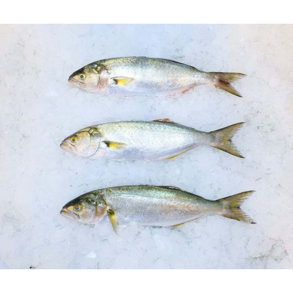 LÜFER ADET (200gr-250gr)