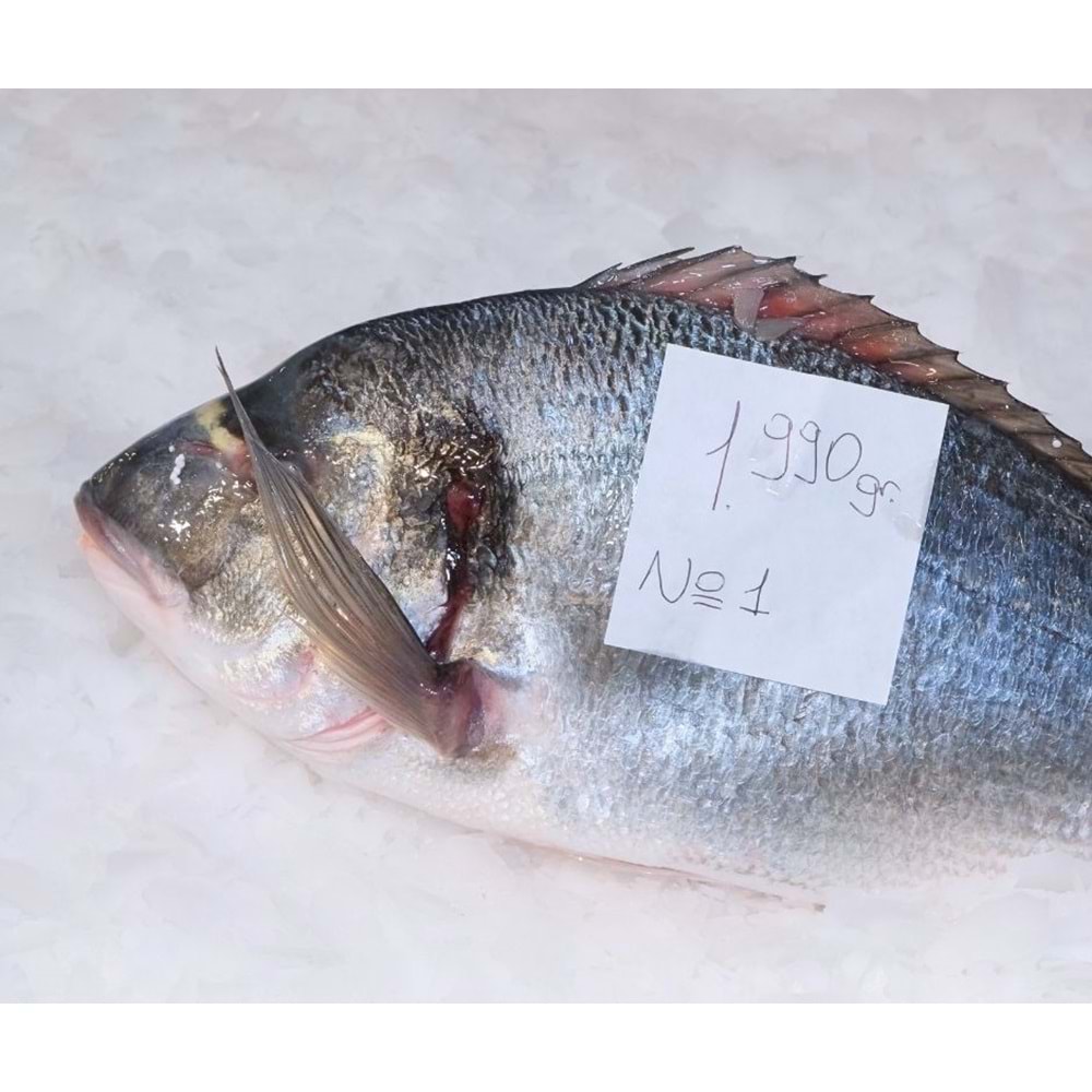 ÇİPURA DENİZ 1.990 GR