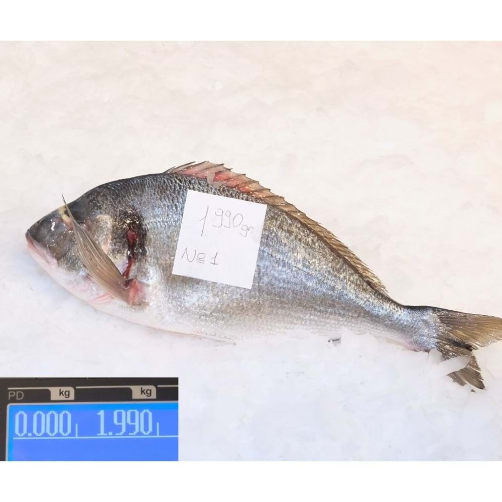 ÇİPURA DENİZ 1.990 GR