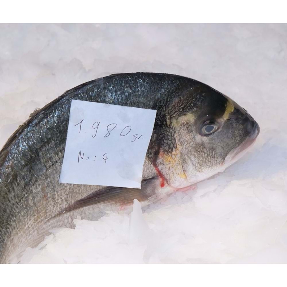 ÇİPURA DENİZ 1.980 GR