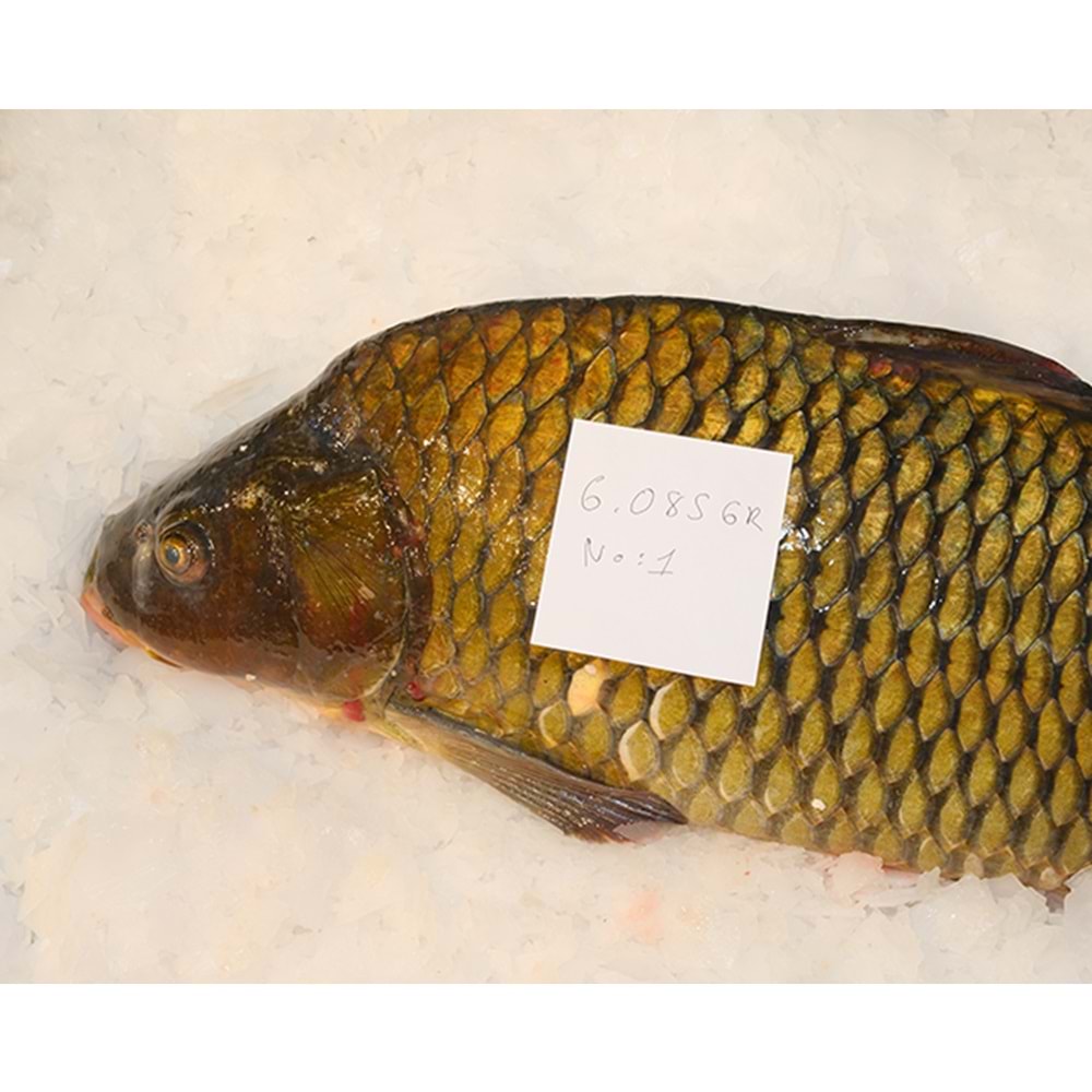 SAZAN BALIĞI 6.085 GR