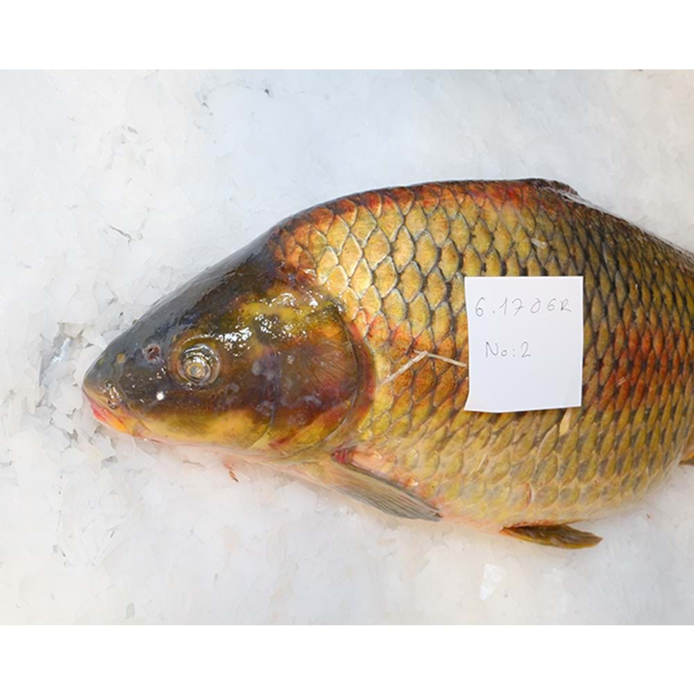 SAZAN BALIĞI 6.175 GR