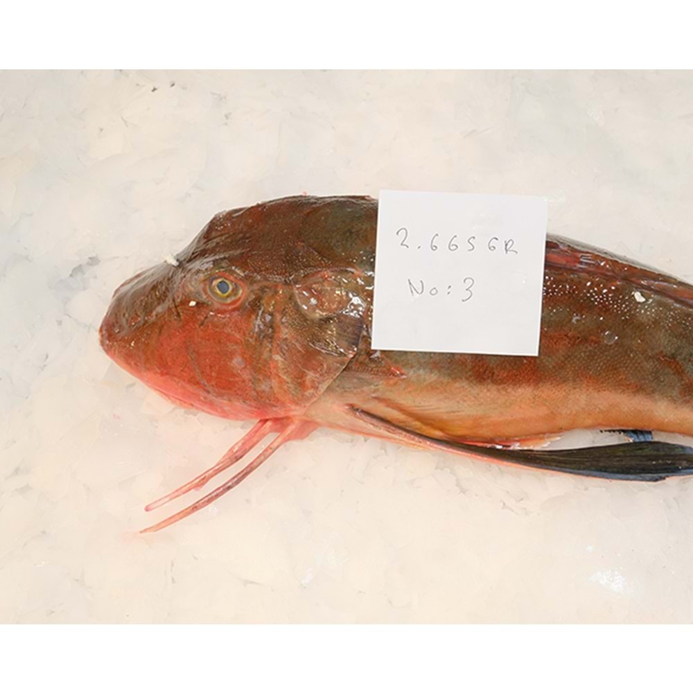KIRLANGIÇ (2665 GR )