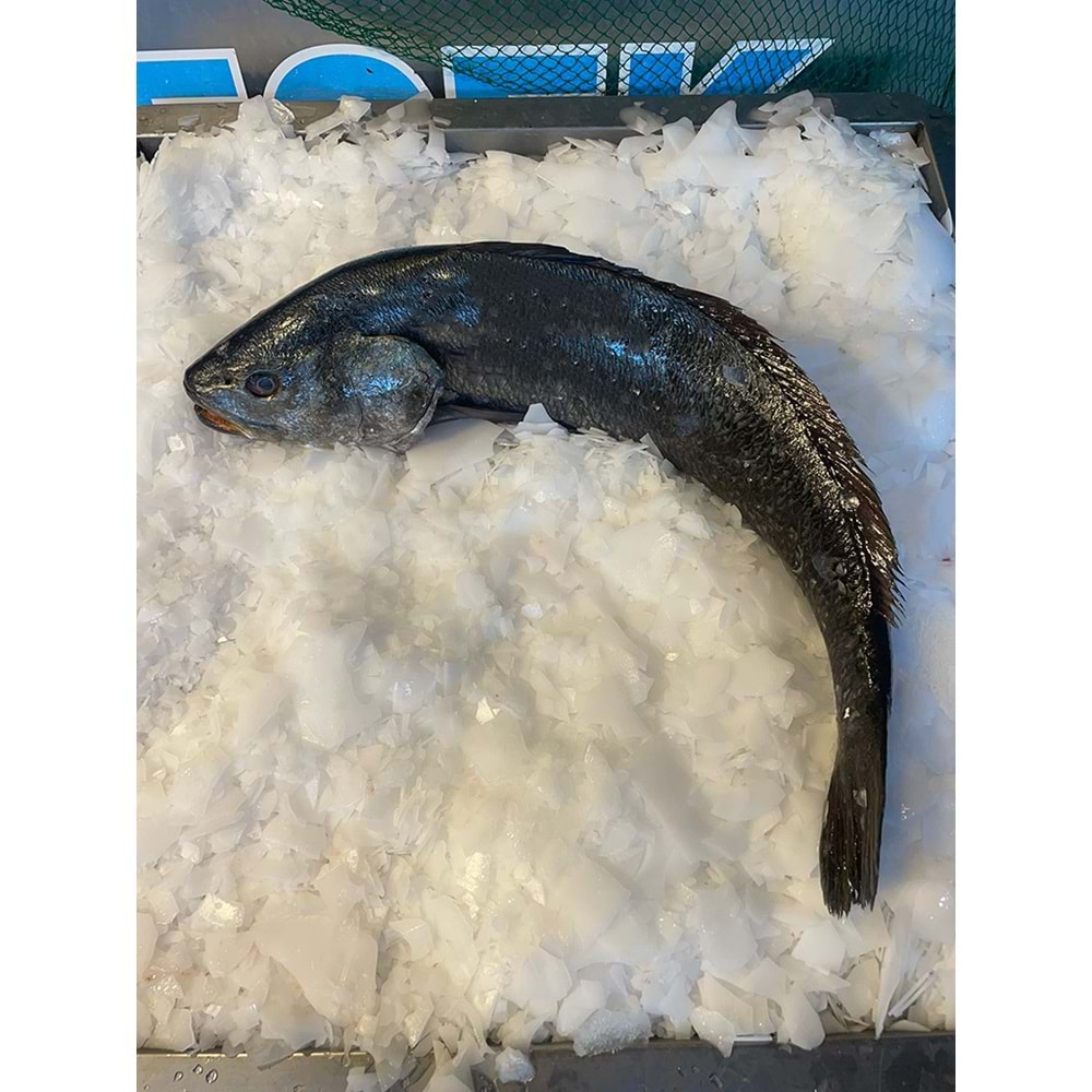 KAYA LEVREĞİ 5,530 KG