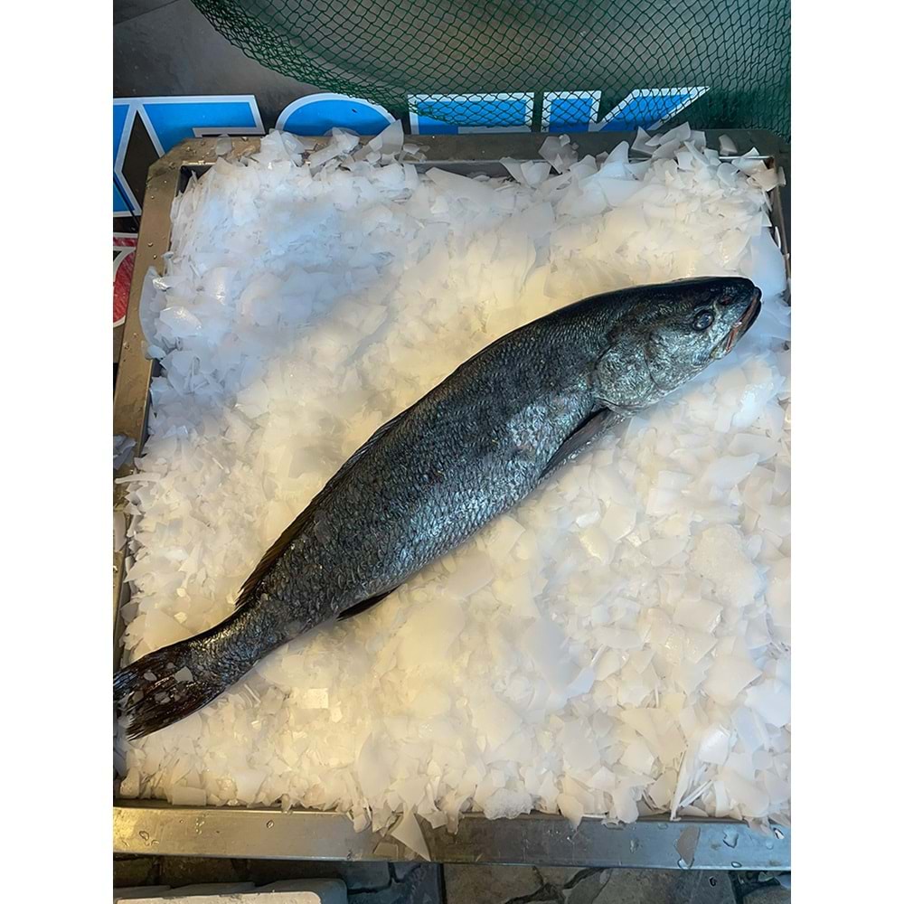 KAYA LEVREĞİ 5,480 KG