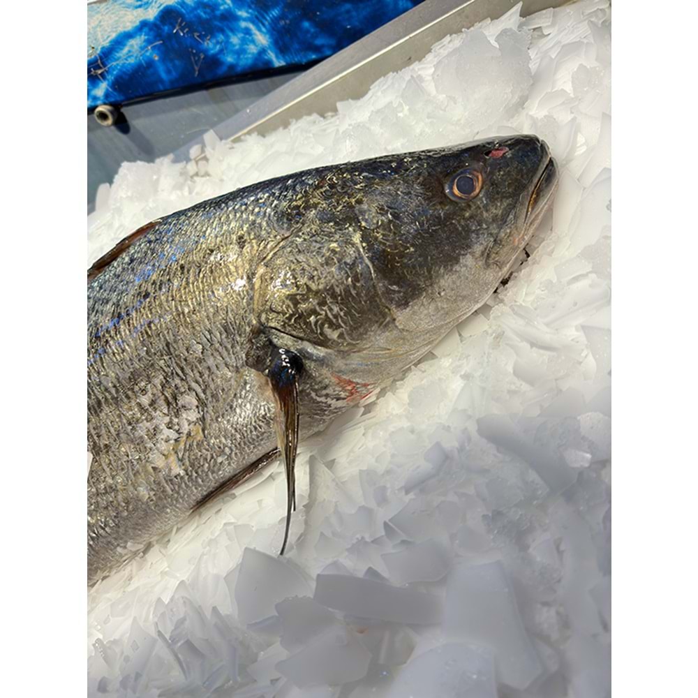 KAYA LEVREĞİ 6,100 KG