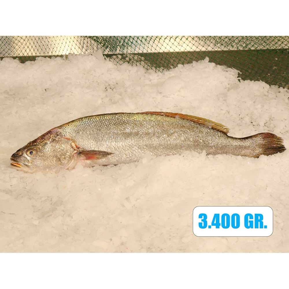 KAYA LEVREĞİ 3.250 KG