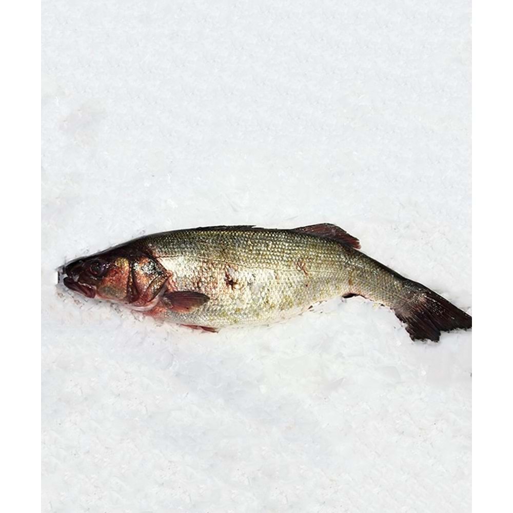 DENİZ LEVREĞİ 5.400 GR