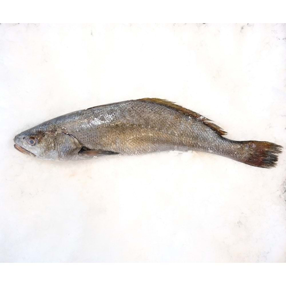 KAYA LEVREĞİ 2.711 GR