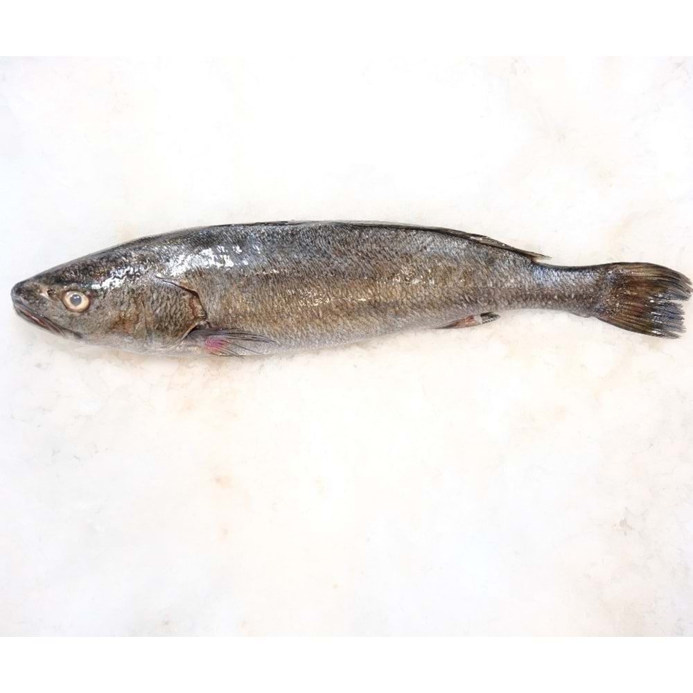 KAYA LEVREĞİ 4,920 KG