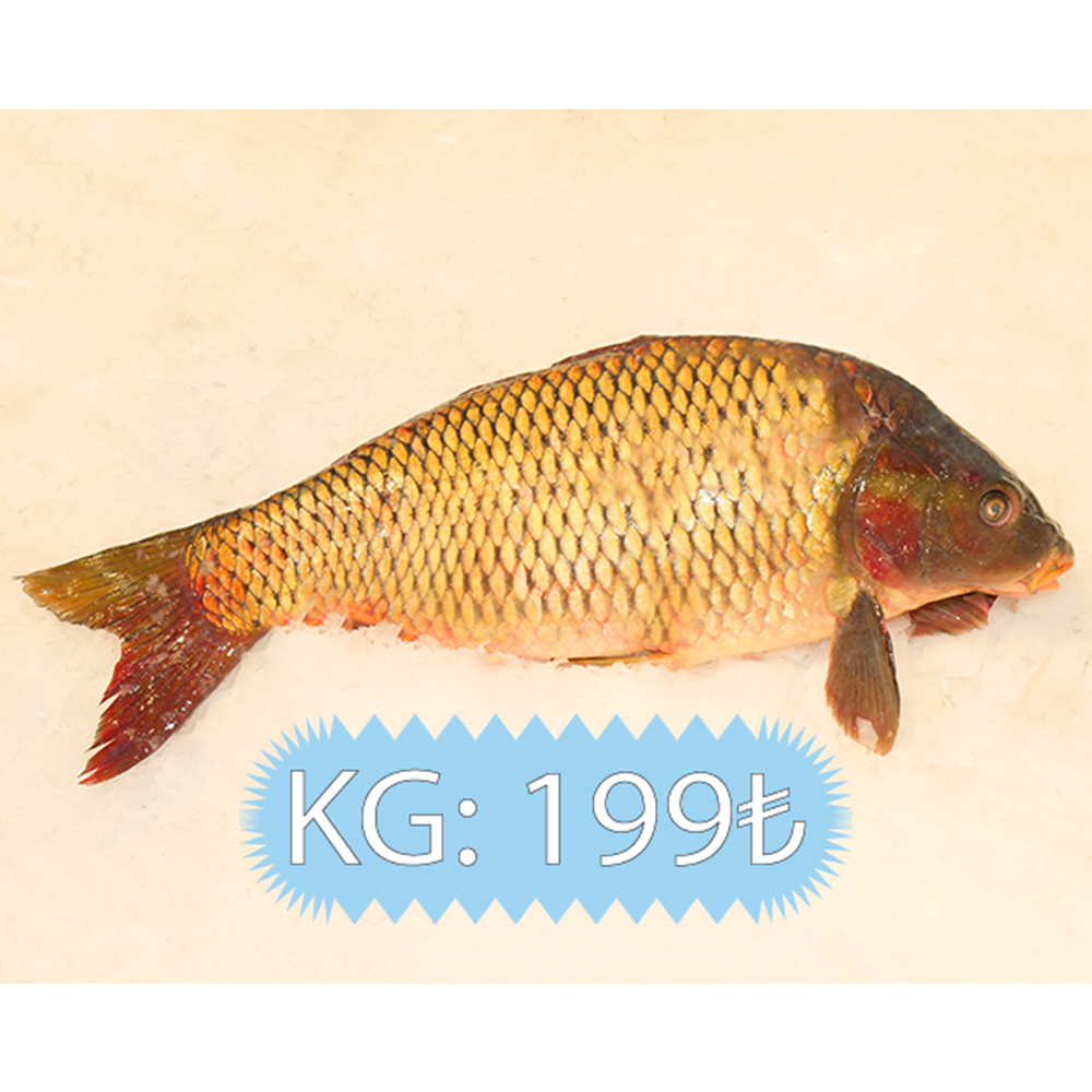 SAZAN BALIĞI 18,300 GR