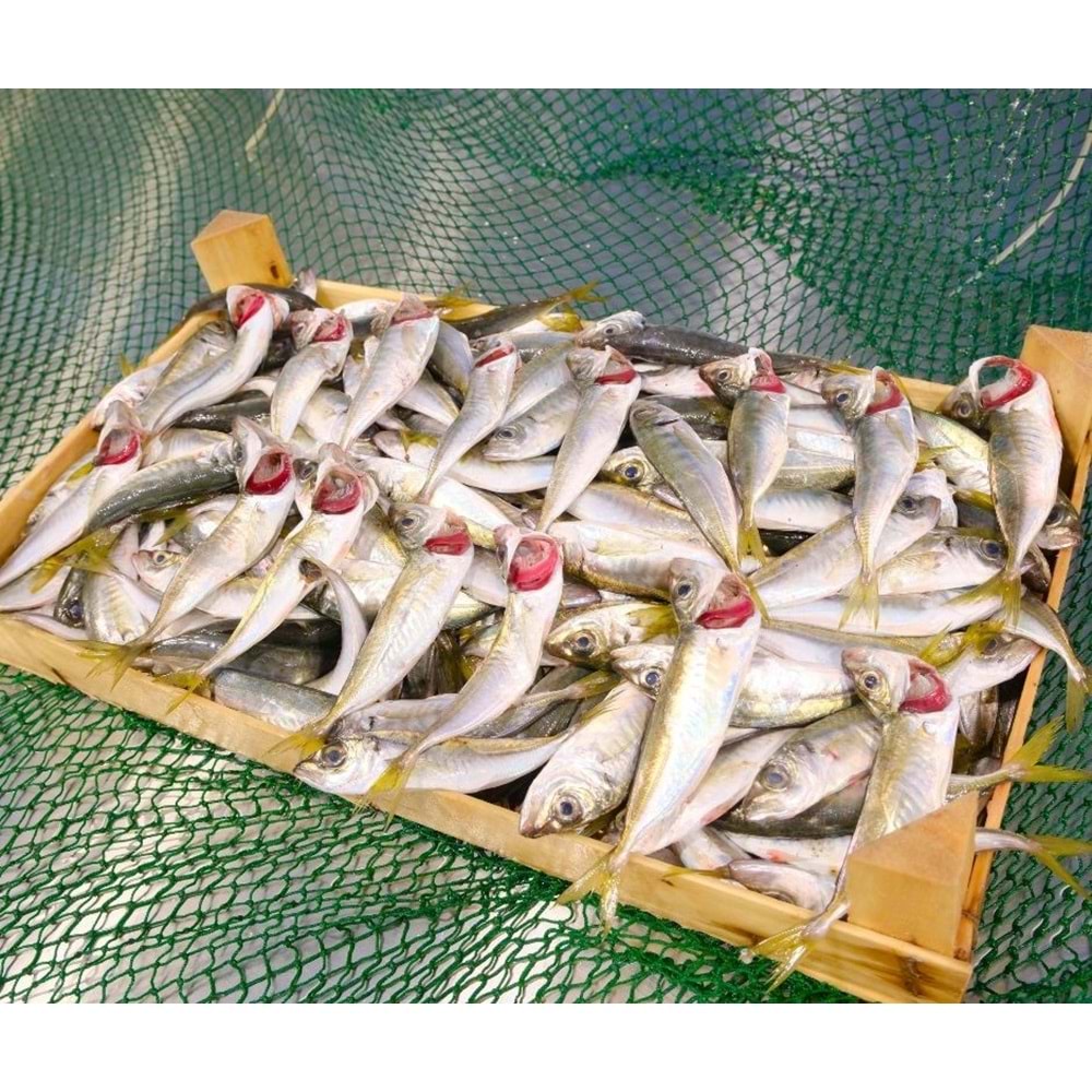 İSTAVRİT İRİ 4 KG KASA