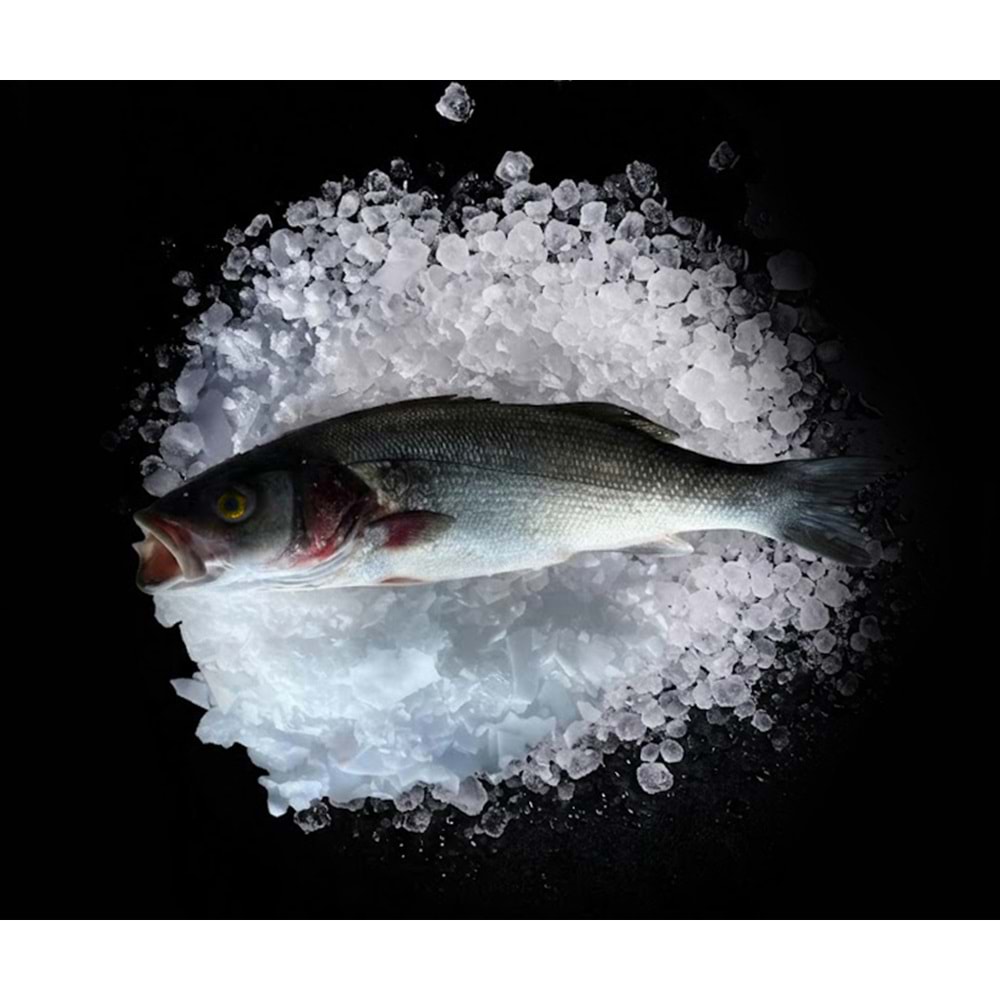 DENİZ LEVREĞİ 1,468 KG