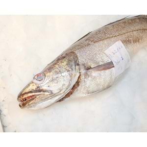 İRİ MIRLAN LANGA (3.740 GR)