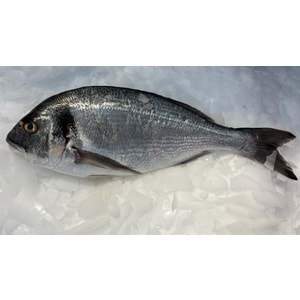 ÇİPURA İRİ 1-1.2 KG ADET