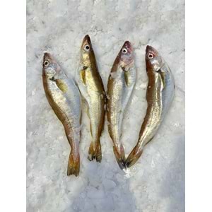 KARADENİZ MEZGİT ÇOK İRİ (3 KG )