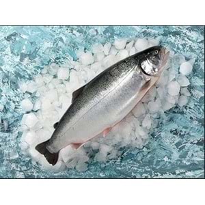 TÜRK SOMON (4 KG KASA)