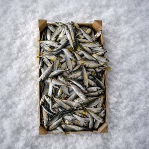 İSTAVRİT 4 KG KASA