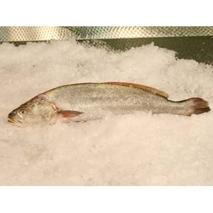 KAYA LEVREĞİ 2KG (ADET)