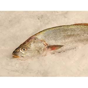 KAYA LEVREĞİ 2KG (ADET)